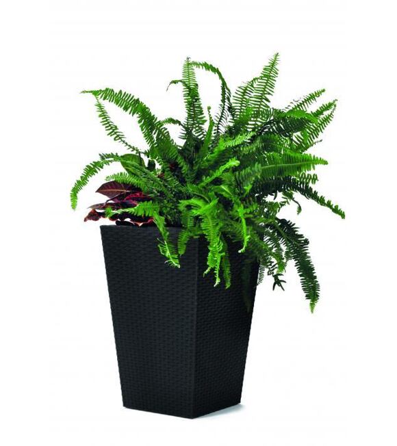 Rattan Planter S Blumentopf 29 x 29 x 44 cm - anthrazit KETER 228978