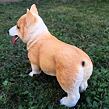 Hund Welsh Corgi, 30 × 26 cm, Polystone PRODEX WG20057