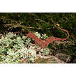 Gartendekoration Eidechse 23 x 15 cm, Corten CORGARDEN 1046