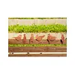 Gartendekoration Spatz 2, 15 x 16 cm, Corten CORGARDEN 1058