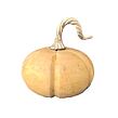 Großer Mangoholz-Kürbis 16 x 14 cm Prodex 54413350