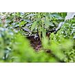 MDS Reihentropfer, druckausgleichend 2 l/h GARDENA 13312-20