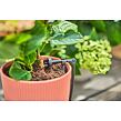 MDS Start-Set für Balkone 15 Pflanzen GARDENA 13401-20