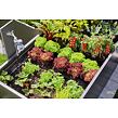 MDS Start-Set für Beete 35 Pflanzen GARDENA 13455-20