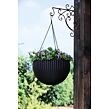 17199246-hanging-sphere-plante_7.jpg