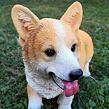 Hund Welsh Corgi, 30 × 26 cm, Polystone PRODEX WG20057